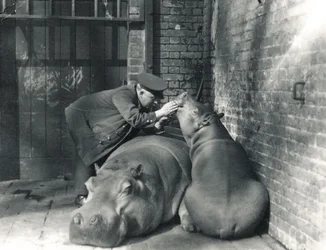 Gewöhnliche Flusspferde Jean und Jimmy mit Wärter Ernie Bowman, im ZSL London Zoo, März 1927